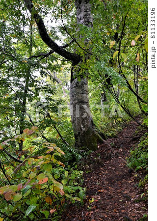 世界自然遺産 白神山地 マザーツリー 世界自然遺産 白神山地 マザーツリー 81133196