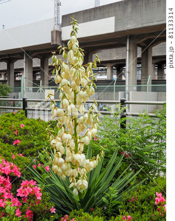 東京板橋・西台緑地に咲くアツバキミガヨラン 81133314