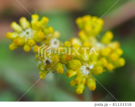 東京板橋・西台緑地に咲くハハコグサ 東京板橋・西台緑地に咲くハハコグサ 81133316