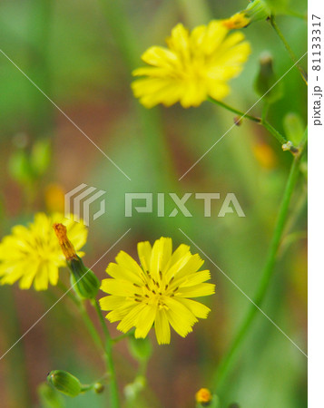 東京板橋・西台緑地に咲くタビラコ 東京板橋・西台緑地に咲くタビラコ 81133317