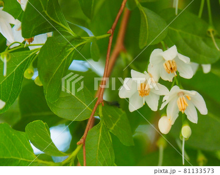 東京板橋の公園に咲くエゴノキ 81133573