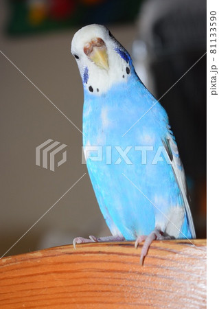 幸せの青い鳥？セキセイインコの写真素材 [81133590] - PIXTA