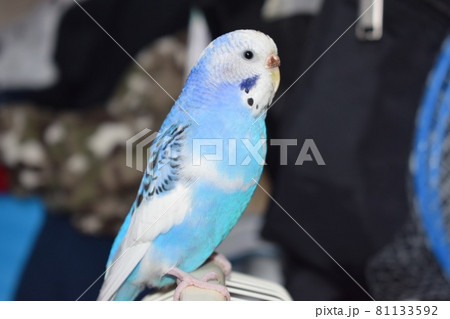幸せの青い鳥？セキセイインコの写真素材 [81133592] - PIXTA