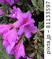 雨に濡れたツツジ 81133597