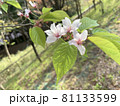 葉が生えはじめた桜 81133599
