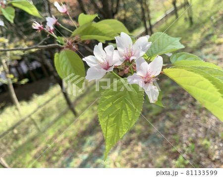 葉が生えはじめた桜 81133599