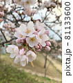 もう少しで満開になる桜 81133600