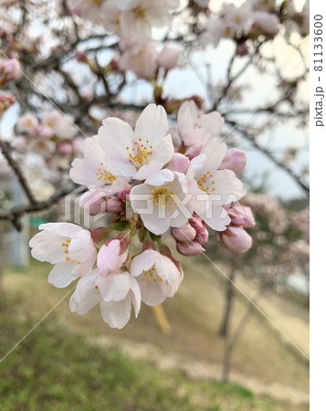 もう少しで満開になる桜 81133600