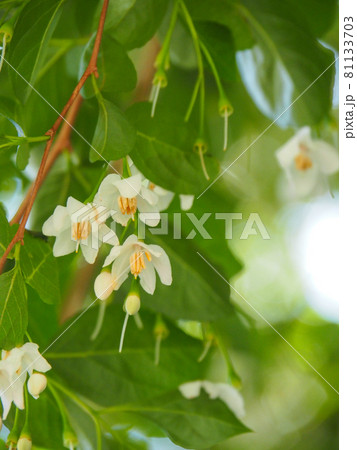 東京板橋の公園に咲くエゴノキ 東京板橋の公園に咲くエゴノキ 81133703