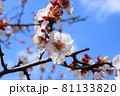 青空に映える梅の花 81133820