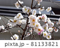 満開の梅の花 81133821