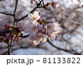 夕日に染る桜 81133822