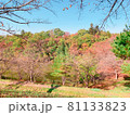秋の紅葉 81133823