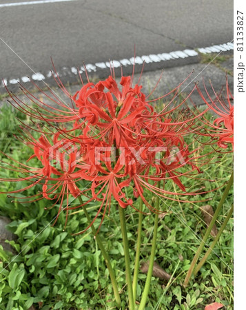 真っ赤な彼岸花 81133827