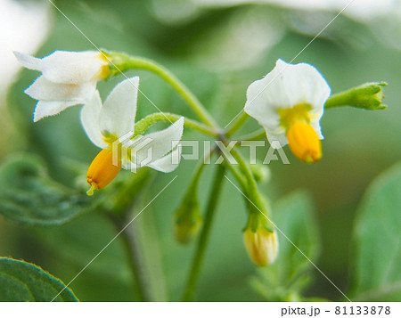荒川河川敷に咲くイヌホオズキ 荒川河川敷に咲くイヌホオズキ 81133878