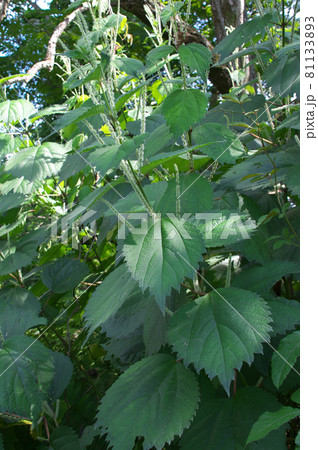 ヤブマオ 81133893