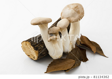 木と落ち葉を添えたエリンギ 81134362