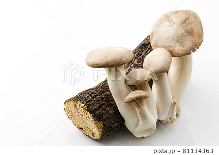 木を添えたエリンギ 81134363