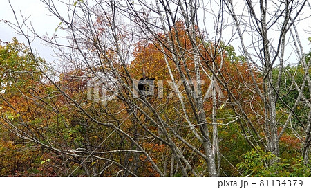 木登りするツキノワグマ 木登りするツキノワグマ 81134379