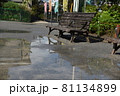 公園の水溜りとベンチ 81134899