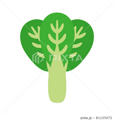 野菜/小松菜 81135072