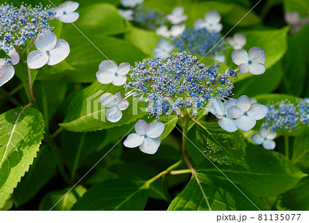 花 植物 白 81135077
