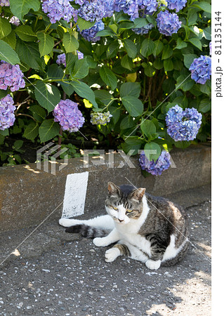 猫と紫陽花 東京都文京区 日本 猫と紫陽花 東京都文京区 日本 81135144