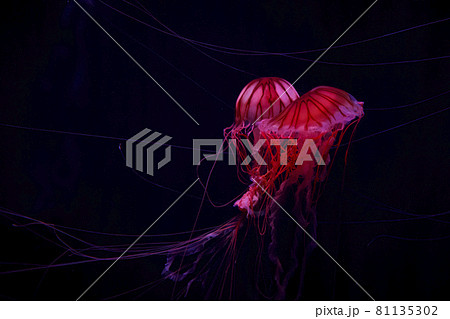 触手を絡めて踊る2匹のアカクラゲ 81135302