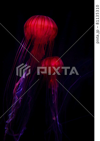 赤提灯のように怪しく光るアカクラゲ 81135310