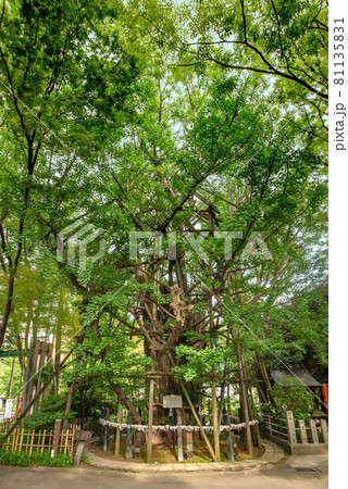 川崎市の稲毛神社 81135831