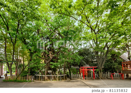 神奈川県川崎市の稲毛神社 81135832
