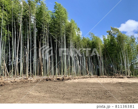 竹藪 伐採 / bamboo grove felling 竹藪 伐採 / bamboo grove felling 81136381