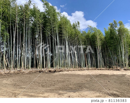 竹藪 伐採 / bamboo grove felling 81136383