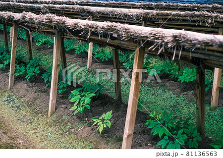 御種人蔘の畑 81136563