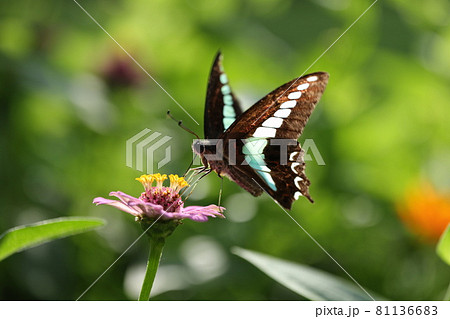 百日草とアオスジアゲハ 百日草とアオスジアゲハ 81136683