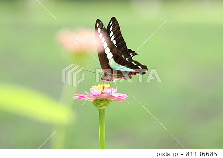 百日草とアオスジアゲハ 百日草とアオスジアゲハ 81136685