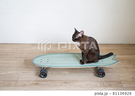 brown kitty cat on surf skateboard funny expression with sport exercise concept healthy lifestyle brown kitty cat on surf skateboard funny expression with sport exercise concept healthy lifestyle 81136926
