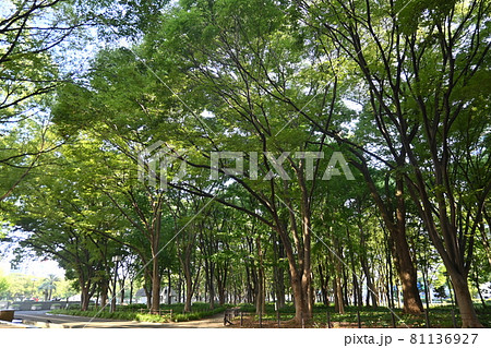 都会の憩いと公園の木々 都会の憩いと公園の木々 81136927