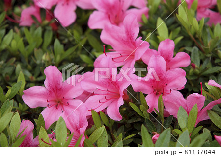 ピンク色のサツキのクローズアップ 81137044