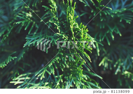 a thuja close up. the thuja branch background 81138099