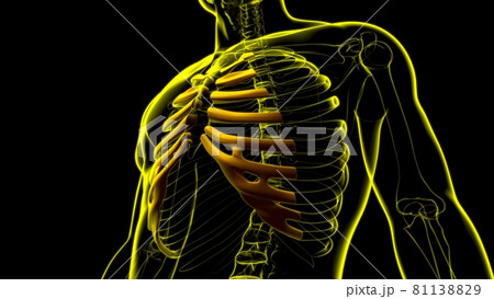 Human skeleton anatomy Costal Cartilage 3D Rendering 81138829