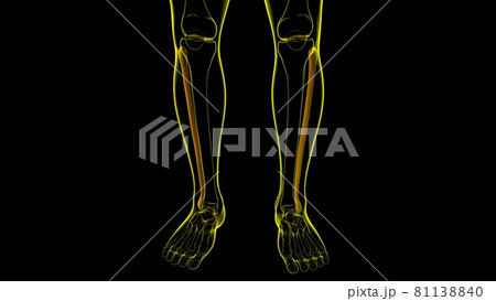 Human skeleton anatomy Fibula Bone 3D Rendering Human skeleton anatomy Fibula Bone 3D Rendering 81138840