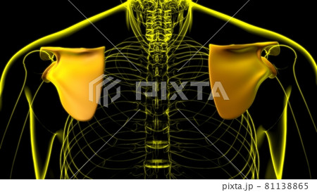 Human skeleton anatomy Scapula Bone 3D Rendering 81138865