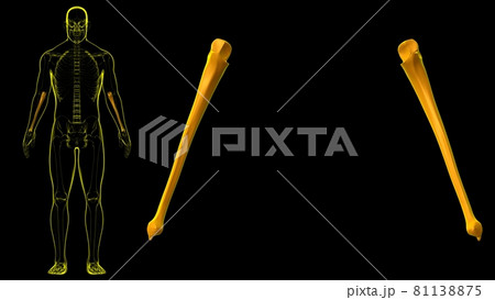 Human skeleton anatomy Ulna Bone 3D Rendering Human skeleton anatomy Ulna Bone 3D Rendering 81138875
