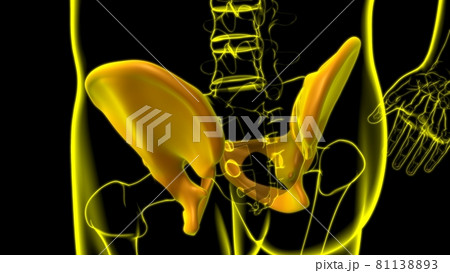 Human Skeleton Hip or Pelvic bone Anatomy For Medical Concept Human Skeleton Hip or Pelvic bone Anatomy For Medical Concept 81138893