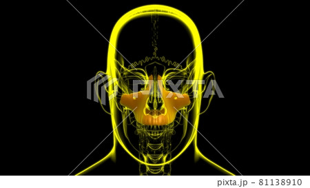 Human Skeleton Skull Maxillal Bone Anatomy For Medical Concept Human Skeleton Skull Maxillal Bone Anatomy For Medical Concept 81138910