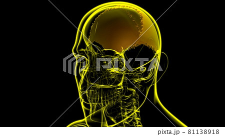 Human Skeleton Skull Parietal Bone Anatomy For Medical Concept Human Skeleton Skull Parietal Bone Anatomy For Medical Concept 81138918
