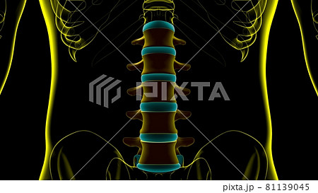 Human Skeleton Vertebral Column Lumbar Vertebrae Anatomy Human Skeleton Vertebral Column Lumbar Vertebrae Anatomy 81139045