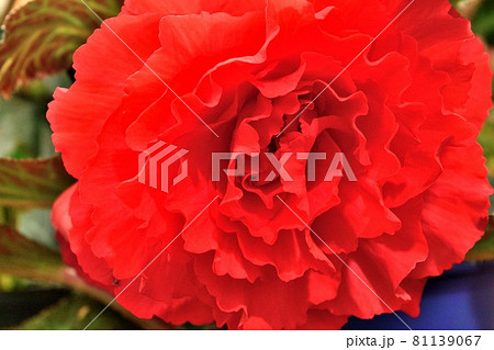 バラ咲き 赤いベゴニアの花 バラ咲き 赤いベゴニアの花 81139067