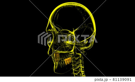Human Teeth Molars Anatomy 3D Illustration Human Teeth Molars Anatomy 3D Illustration 81139091